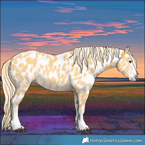 Horse Color:Palomino Appaloosa