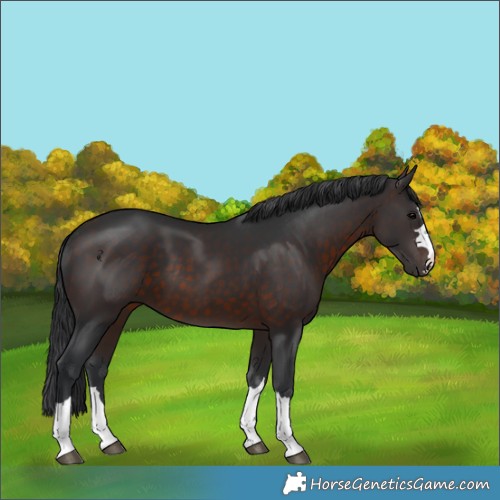 Horse Color:Brown 