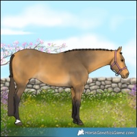 Horse Color:Buckskin 