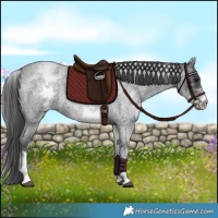 Horse Color:White Spotted Blue Roan 
