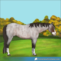 Horse Color:Liver Red Roan Splash 