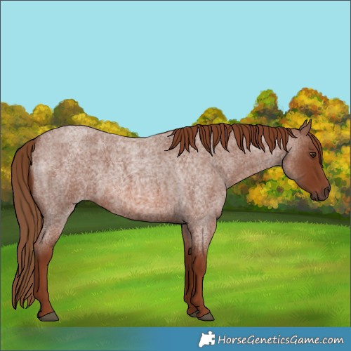 Horse Color:Red Roan 