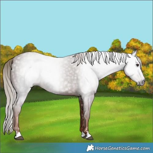 Horse Color:Gray Chestnut
