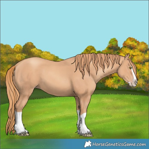 Horse Color:Gold Champagne Splash 