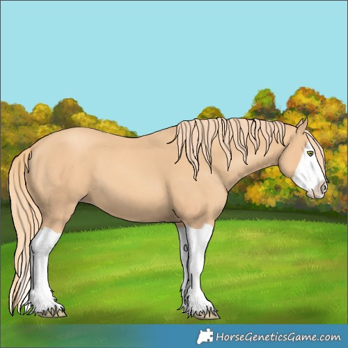 Horse Color:Gold Champagne Splash 