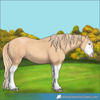 Horse Color:Gold Champagne Splash 