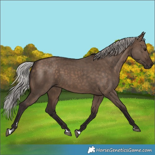 Horse Color:Silver Brown Dun 