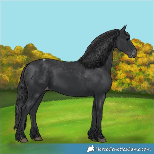 Horse Color:Black Appaloosa Rabicano 