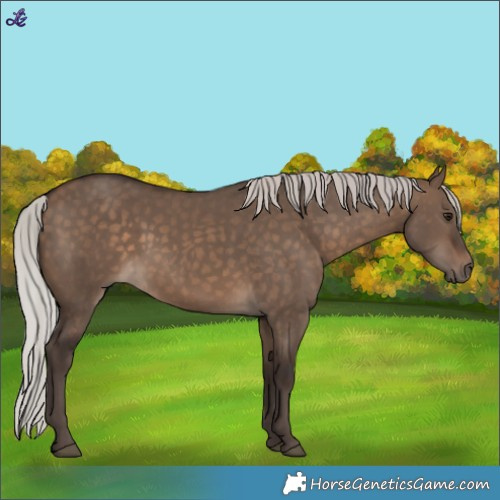 Horse Color:Silver Brown Dun 