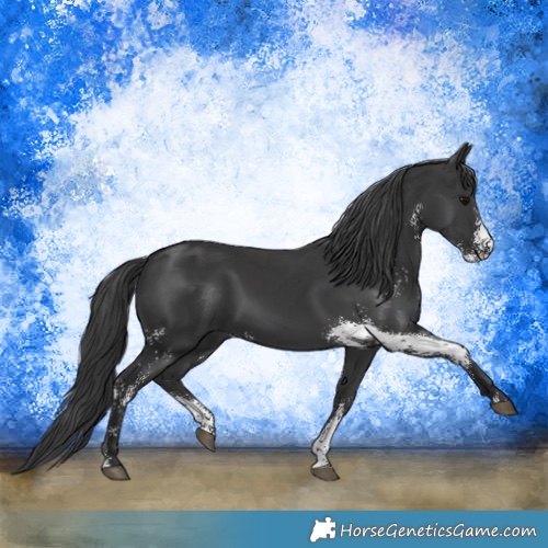 Horse Color:Black Sabino 