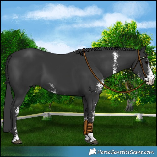 Horse Color:Black Sabino 