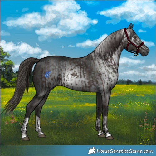 Horse Color:Liver Chestnut  and Gray Liver Chestnut 