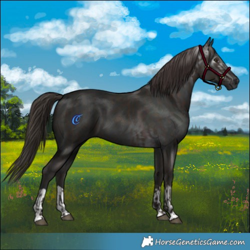 Horse Color:Liver Chestnut  and Gray Liver Chestnut 