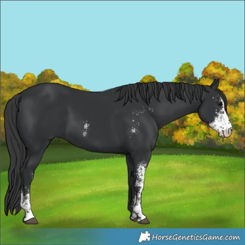 Horse Color:Black Sabino 