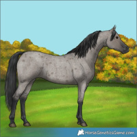 Horse Color:Grullo Roan Rabicano 