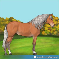 Horse Color:Silver Bay 