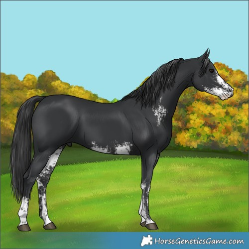 Horse Color:Black Sabino 