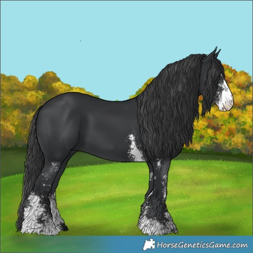 Horse Color:Black Sabino 