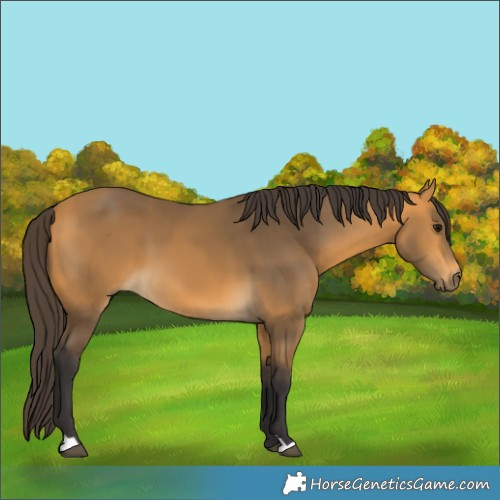 Horse Color:Buckskin 
