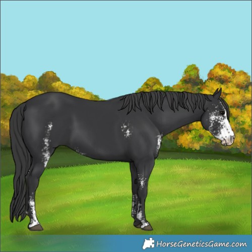 Horse Color:Black Sabino 
