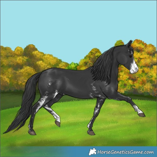 Horse Color:Black Sabino