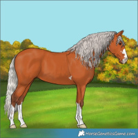 Horse Color:Silver Bay 