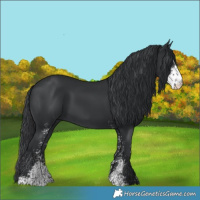 Horse Color:Black Sabino