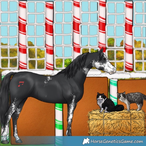 Horse Color:Black Sabino 