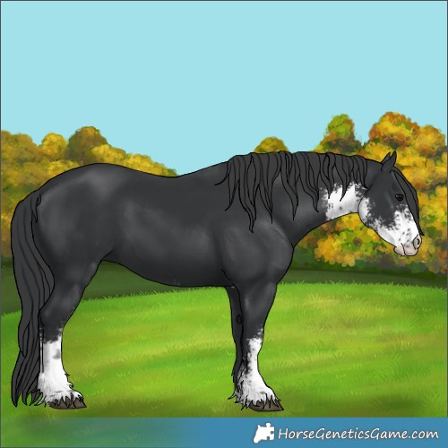 Horse Color:Black Sabino