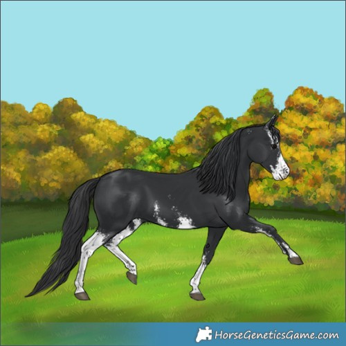 Horse Color:Black Sabino 