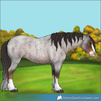 Horse Color:Liver Red Roan Splash 