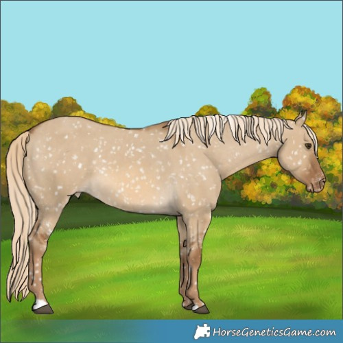 Horse Color:Chocolate Palomino Dun Appaloosa 