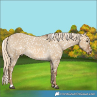 Horse Color:Chocolate Palomino Dun Appaloosa