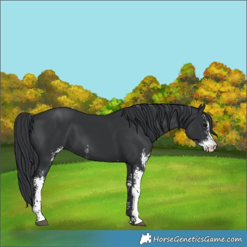 Horse Color:Black Sabino 