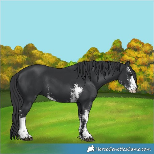 Horse Color:Black Sabino 