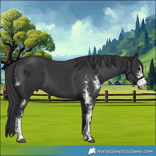 Horse Color:Black Sabino 
