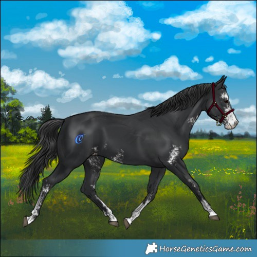Horse Color:Black Sabino 