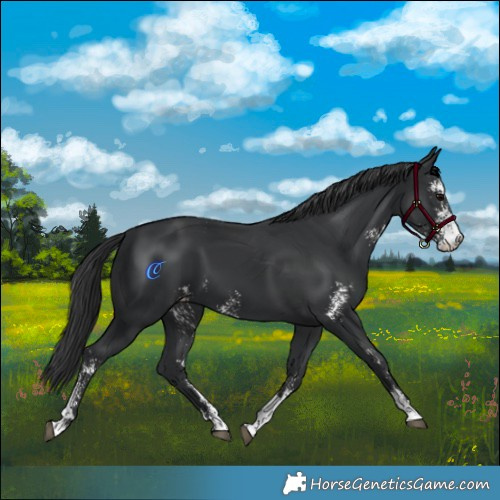 Horse Color:Black Sabino 