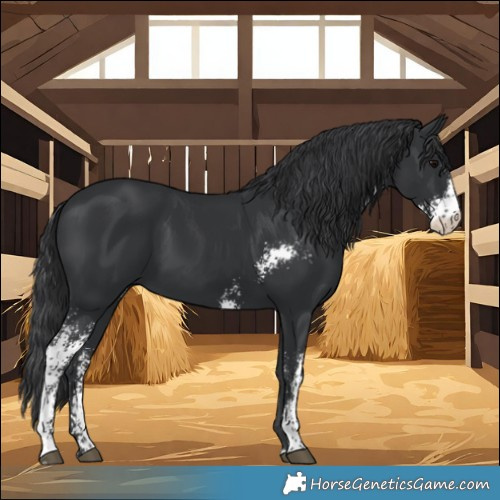 Horse Color:Black Sabino 