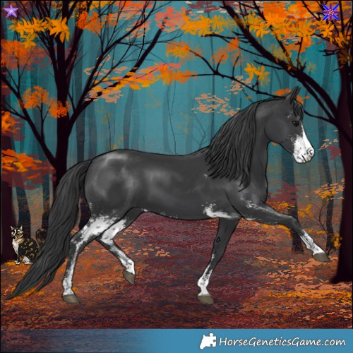 Horse Color:Black Sabino