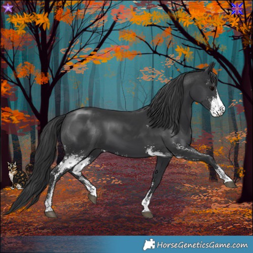 Horse Color:Black Sabino 