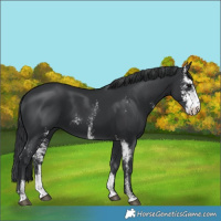 Horse Color:Black Sabino