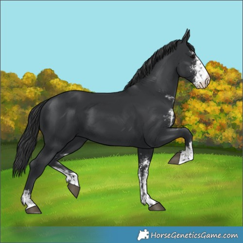 Horse Color:Unknown 