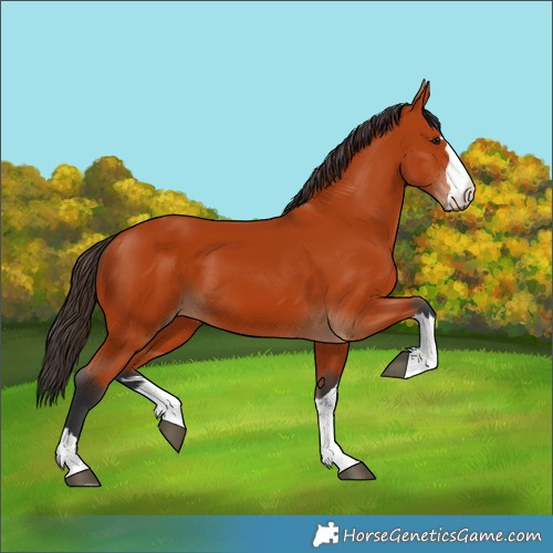 Horse Color:Bay 