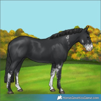 Horse Color:Black Sabino