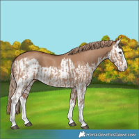 Horse Color:Red Dun Splash and Red Dun Splash
