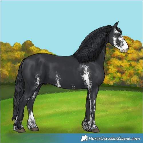 Horse Color:Black Sabino 