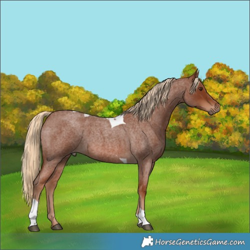 Horse Color:Red Roan Tobiano 