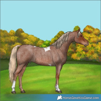 Horse Color:Red Roan Tobiano 