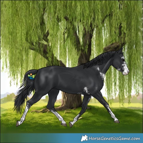 Horse Color:Black Sabino 